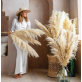 Dried Pampas | Event Decoration